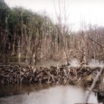 Beaver Dams – Where They Shouldn’t Be! Beaver Dams. They’re amazing feats of engineering.  But not in a foreign environment. Like Australia, Argentina hasn’t learnt the lesson of not deliberately...