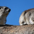 Hyrax – Mini Me Pachyderm! Hyrax are found all over Africa and in parts of the Middle East. One can see Hyrax running all over the place, especially rocks, such...
