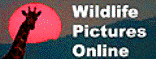 Wildlife Pictures Online Wildlife Pictures Online