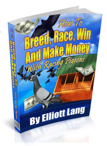 How To Race Pigeons - Pigeon Racing How To Race Pigeons - Pigeon Racing