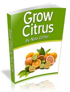 Grow Citrus Grow Citrus