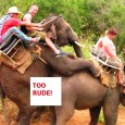 Elephant Ride Funny! Elephant Rides. Some of us may have tried this when visiting South East Asia.  It’s a popular activity for travellers to undertake.  However, if you do try...