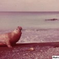 Elephant Seals, Macquarie Island – Almost as big as an Elephant Elephant Seals on Macquarie Island – Massive! Macquarie Island is an Australian territory located approximately halfway between New Zealand and Antarctica, and is a World Heritage Site. There’s not much...