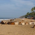 Unusual Travel Photo – Cow Beach Unusual Travel Photo Time! Today’s Unusual Travel Photo is the Cow Beach, and it comes from Goa, in India, a place that is renowned for it’s tasty food. This Unusual...