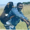 Livestock Transport by Pedal Power Livestock Transport is obviously an essential part of the trade chain. One needs to get their Livestock to the market as soon as possible to...