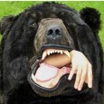 Travelling Insurance – I got attacked by a bear while backpacking through Europe Today we have a guest post about Travelling Insurance from this crazy character called Bryant from Travelling Insurance.org. Whilst I might be a little bit crazy, personally, I always to...