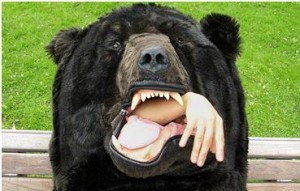 Bears