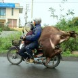 How To Ride A Bike – With an Ox How To Ride A Bike – Masters Of Transport And Logistics! Today’s Funny Travel Photo is How To Ride A Bike - With an Ox. Check out the photo below...