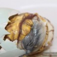 Balut – A Philippines ’Deilicacy’! Balut is a delicacy from the Philippines that most of us would find hard to stomach. And I’m not talking about the Spam Jam Restaurant either! One of...