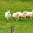 Sheep Dog Trials – harder thank you think! This is Gynn of Ewe-Phoria with his 10 year old Sheep Dog Meg. He’s right into the Sheep Dog Trials, which is...