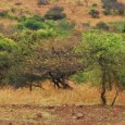 Big Five Game Drives at Phinda Private Game Reserve Big Five Game Drives – Animals on Tap! One thing I love about Africa is going on Safari In Africa is to not shoot animals with a gun, but instead...