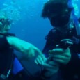 Scuba Diving South Africa – Reef Diving at Aliwal Shoal Scuba Diving South Africa – With Sharks I had my first ever crack at Scuba Diving during a recent trip to the Aliwal Shoal in South Africa. I’ve been a...