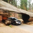 The Largest Tree In The World – Sequioas of California If you’re looking for the Largest Tree In The World, it’s called the General Sherman Tree. It’s located in Sequoia...