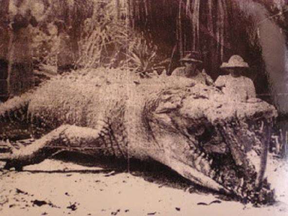 Largest-Crocodile-Photos