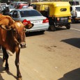 Iconic Images – Moo! Today’s Iconic Image is of the Cow In the Street in India. I did a quick trick to Bangalore, India recently and felt like I needed...