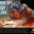 Drop Bears – Dangerous Australian Animals Drop Bears – an awesome Australian Urban Myth! Drop Bears are very different to the bears in Canada that create the need for specially reinforced bins. Basically, the Drop Bear...