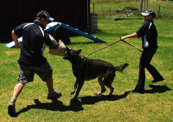 German Shephered Dog Training