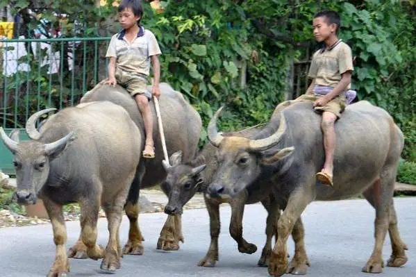 Travelling in Vietnam Style, Buffalo Rides The Travel Tart Blog