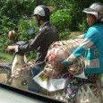 Motorbike Transport – Six Pigs on a Scooter! Today I’ve got a funny travel photo from Margie’s Vietnam Tours and Vietnam Cycling Vacation. It’s part of the Masters of Transport...