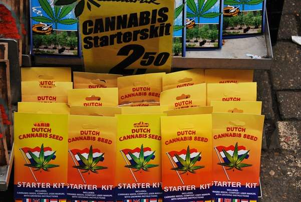 Growing Marijuana - Cannabis Starter Kit in Amsterdam, Netherlands | The Travel Tart Blog