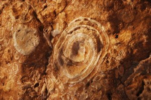 Fossils in Stone