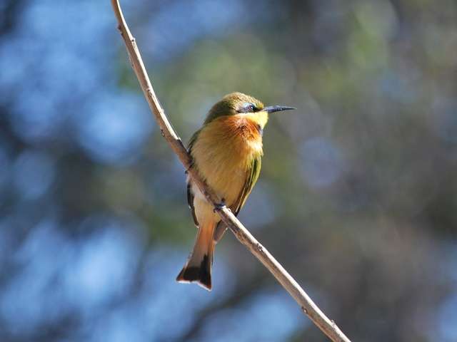 Bird - Okavango Delta