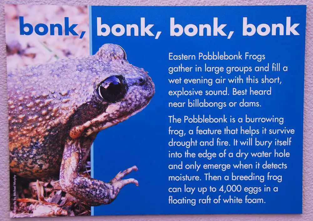 Funny Animal Names - Pobble Bonk Frog