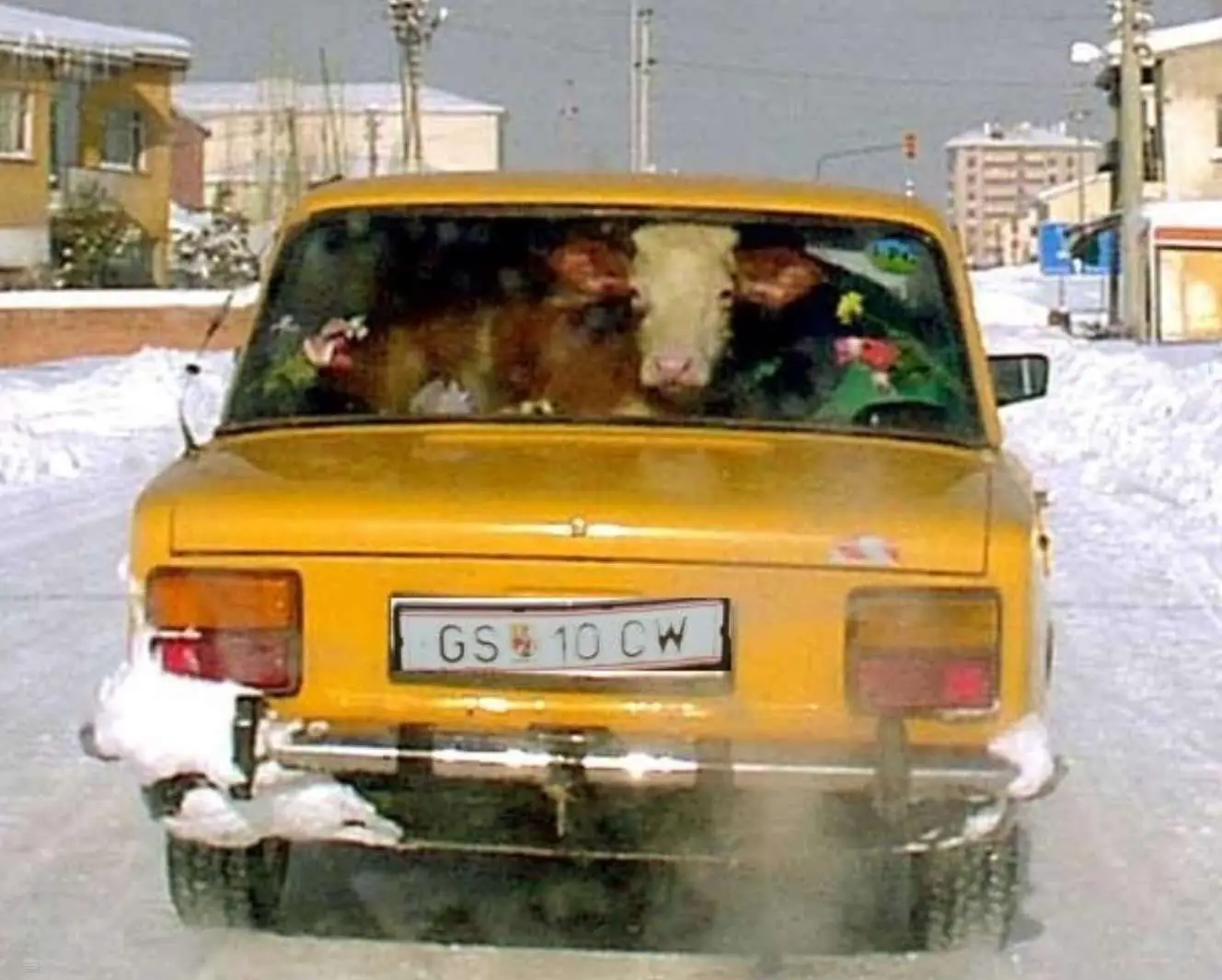 Bovine Transport - Cow Inside Car