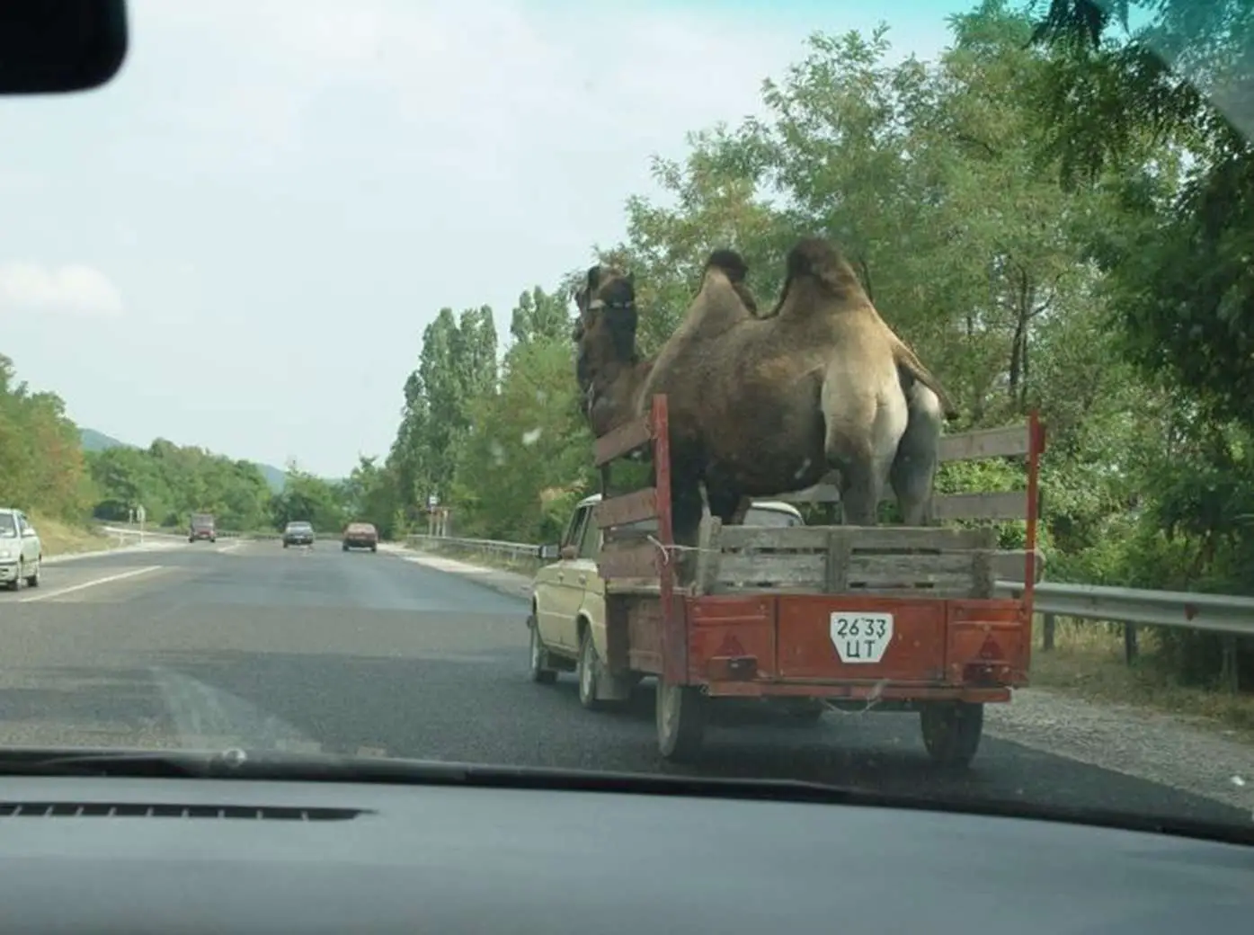 Camel Transport On Back Of Car