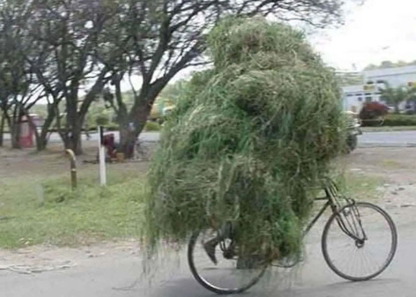 Transporting Large Load Of Grass Via Bicycle