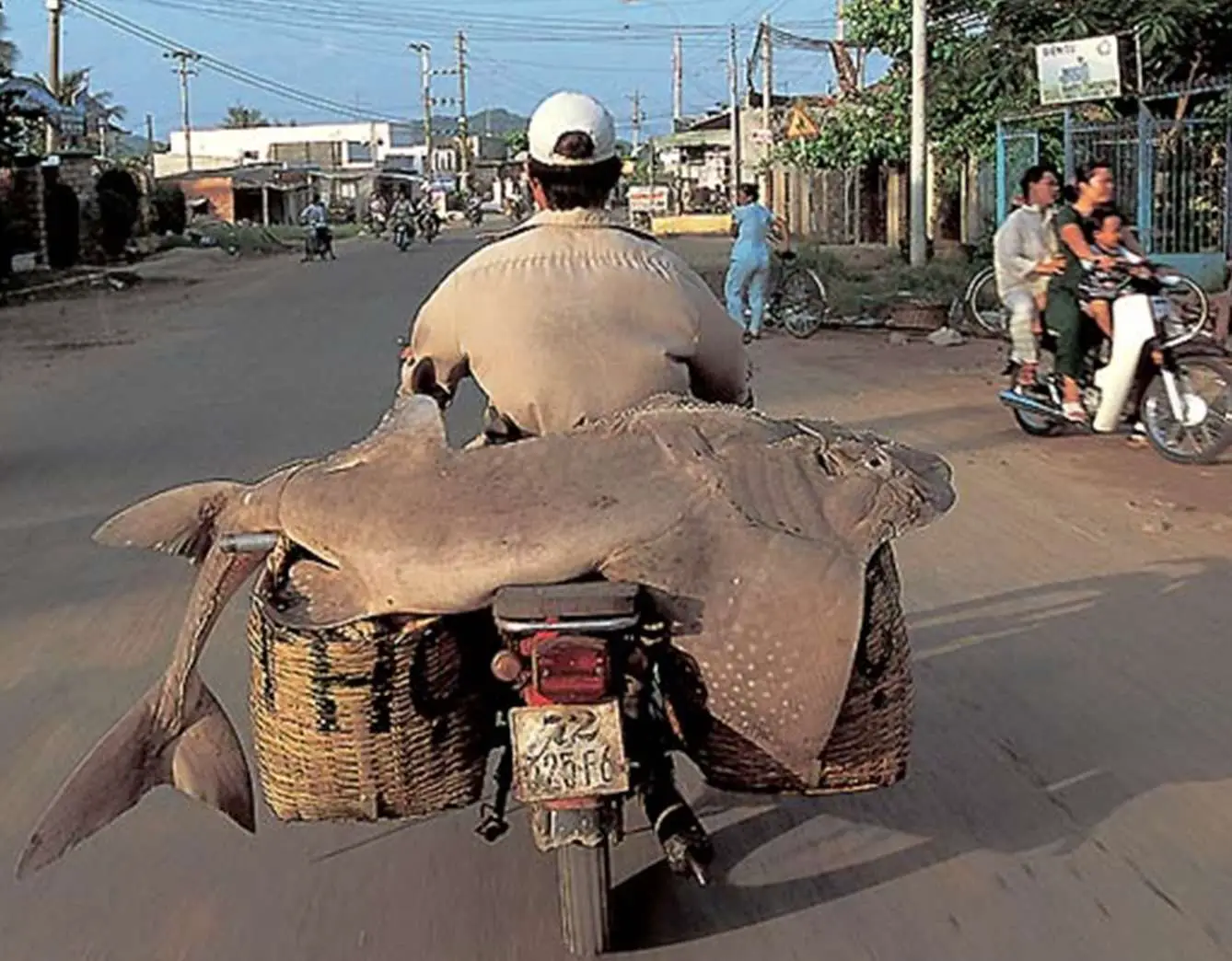 Transporting Large Fish By Scooter