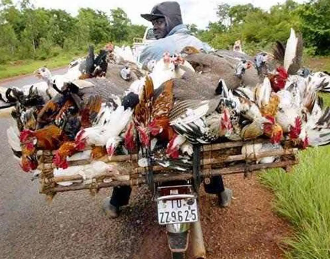 Transporting Poultry By Motorbike