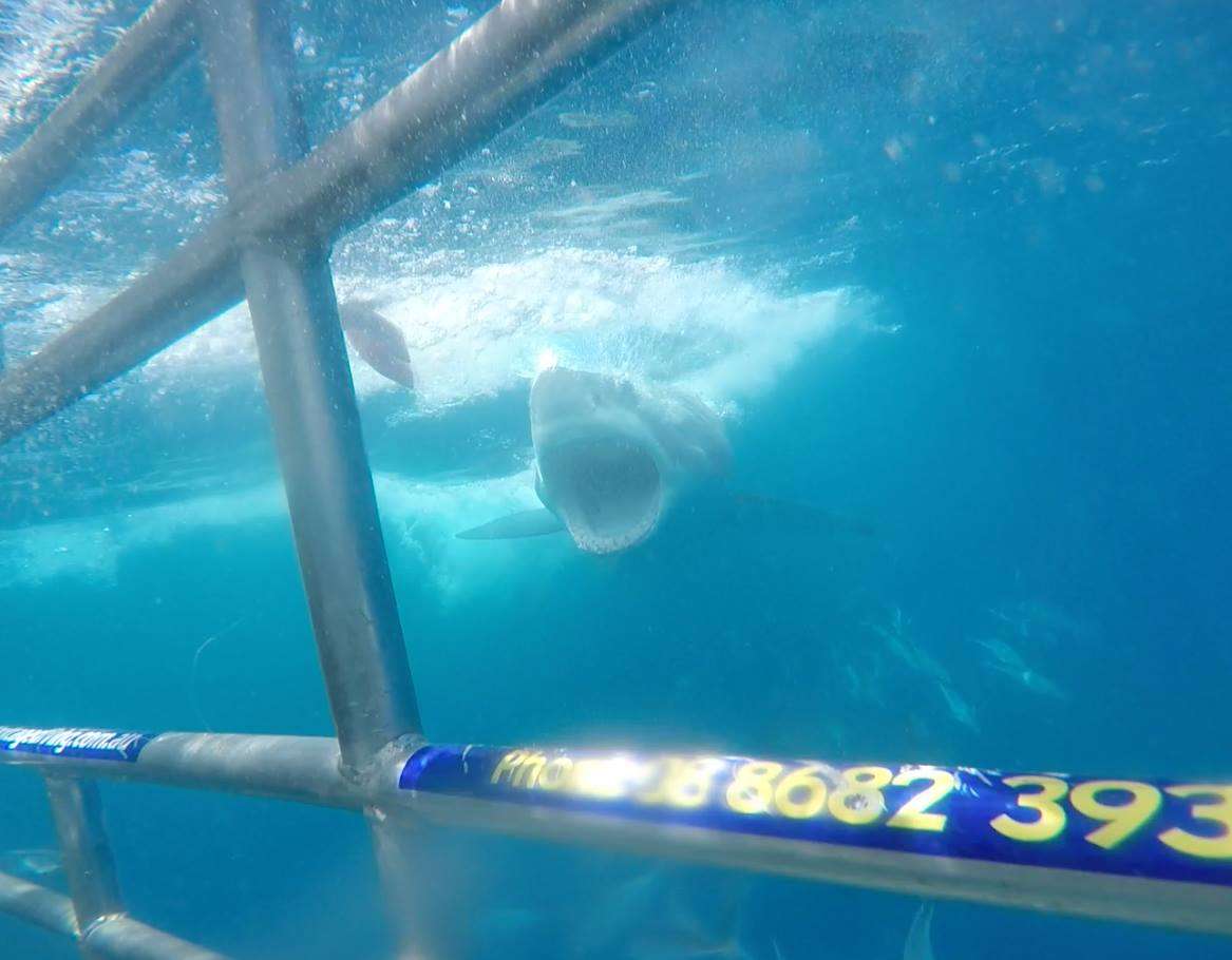 Great-White-Shark-Cage-Diving-In-Australia