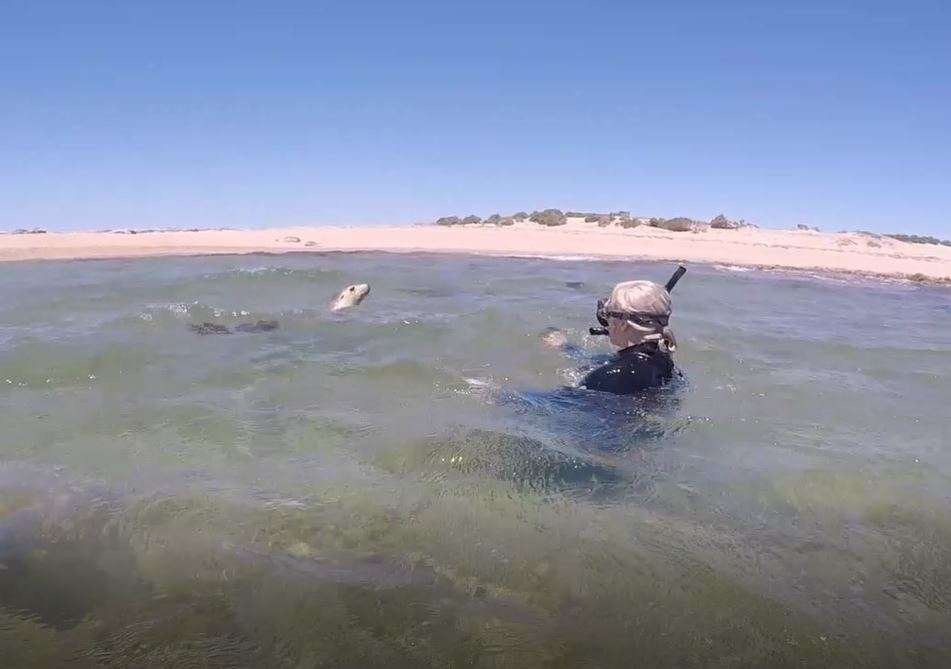 Swimming With Seals In Australia In The Wild