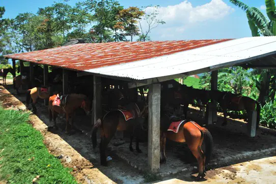 Hire A Horse At Gedung Songo Temples Semarang Indonesia