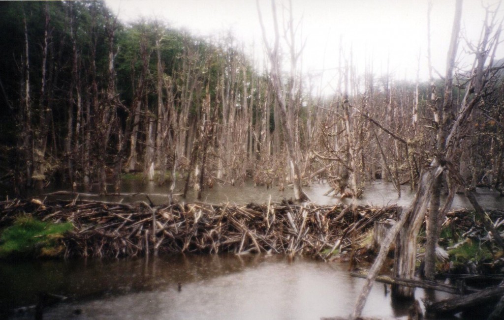Beaver-Dam-2