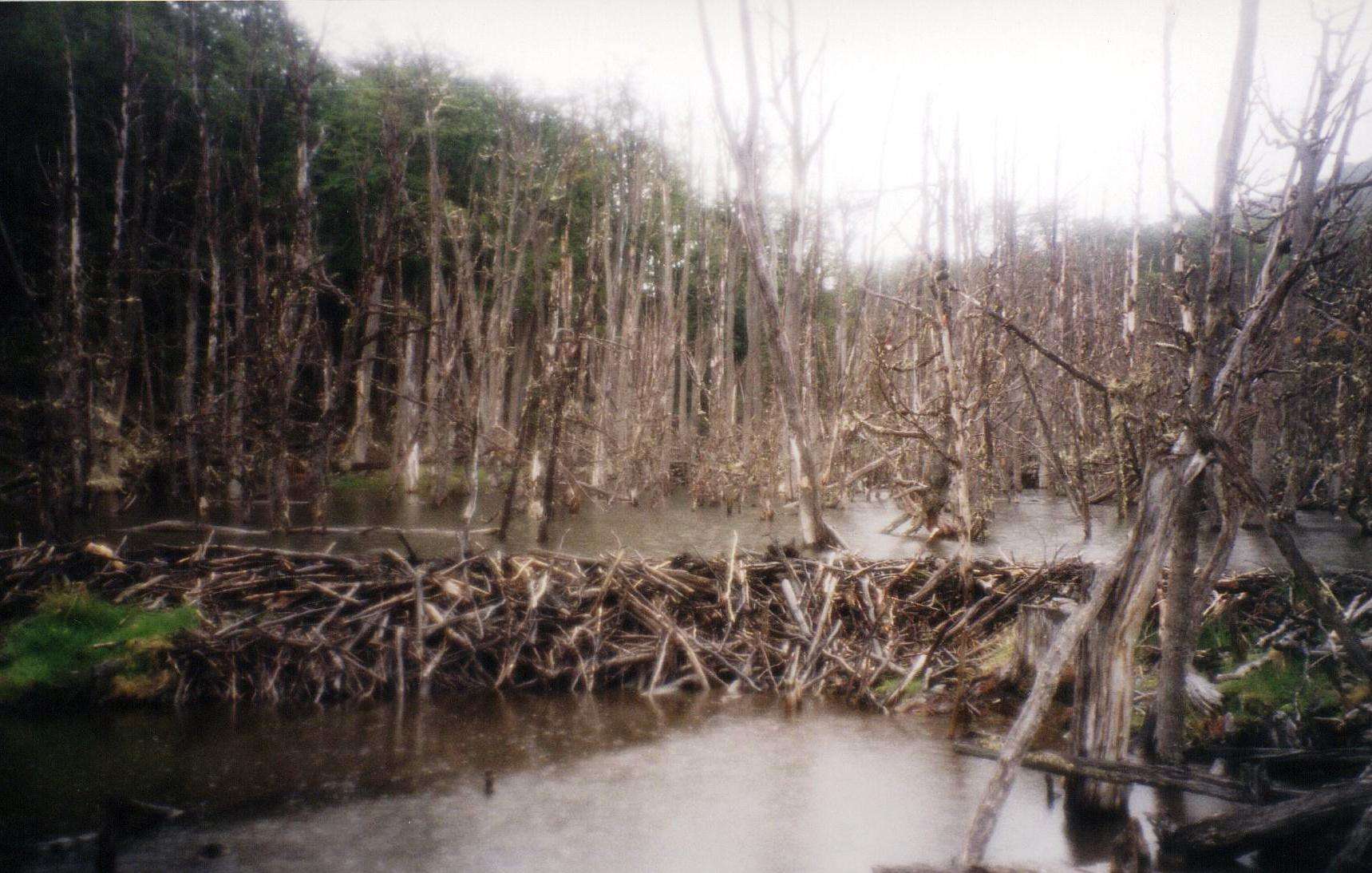 Beaver Dams In Tierra Del Fuego In South America