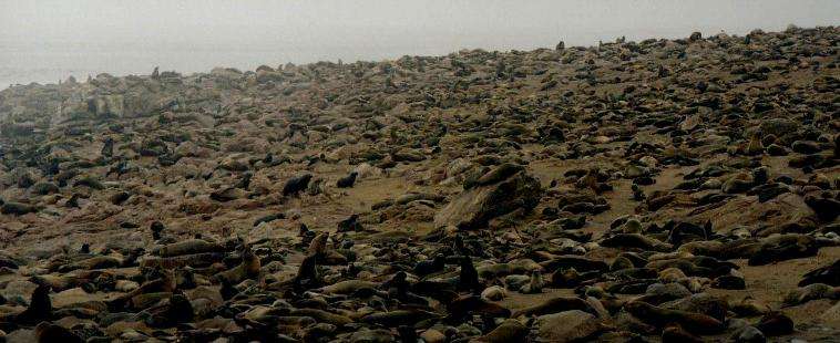 Cape Cross Namibia Seals - Skeleton Coast, Africa