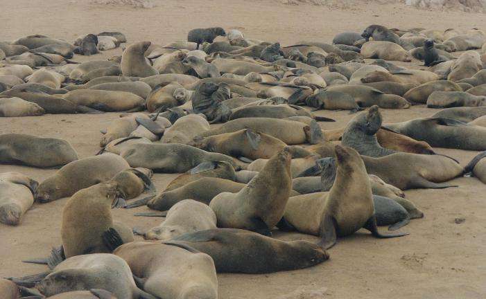 Cape Cross Seals 2 | Zambia Travel Blog | Cape Cross, Namibia - Best Place In The World To Visit If You Really Like Seals | Africa, African Animals, Cape Cross, Namibia, Seal Colony, Seals, Travel And Animals | Author: Anthony Bianco - The Travel Tart Blog