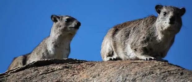 Hyrax - African Animal Related To An Elephant