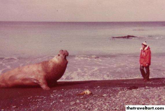 Elephant Seal Macquarie Island