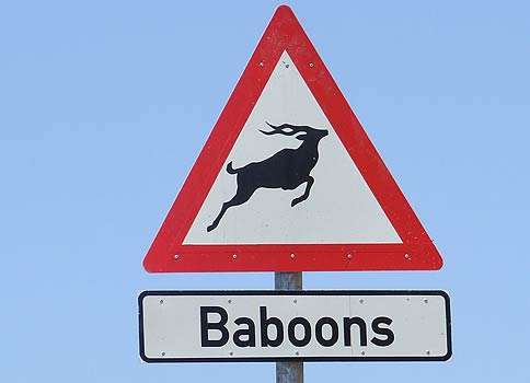 Baboons Sign Africa