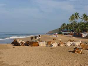 Unusual Travel Photo Cow Beach Anjuna Beach Goa | Cow Information! | Author: Anthony Bianco - The Travel Tart Blog