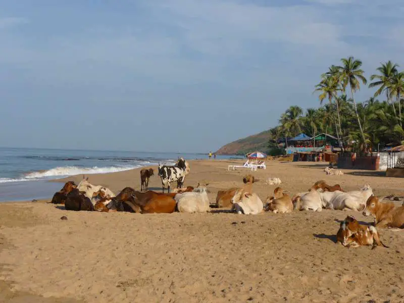 Unusual Travel Photo Cow Beach Anjuna Beach Goa | India Travel Blog | Unusual Travel Photo - Cow Beach | India Travel Blog | Author: Anthony Bianco - The Travel Tart Blog
