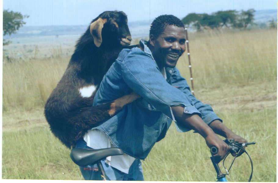 Livestock Transport - The African Goat, Goat Farming