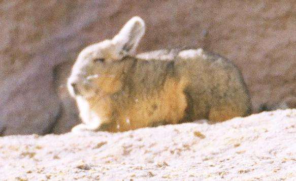 Vizcacha Parque Nacional Lauca Chile | Rabbit | Vizcacha (Or Viscacha) - Looks Like A Rabbit, But Related To A Rat | Rabbit | Author: Anthony Bianco - The Travel Tart Blog