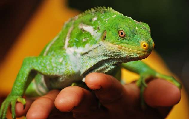 Eco Park Kula - Fijian Crested Iguana