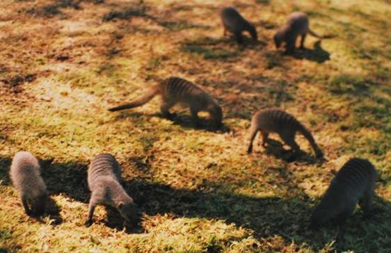 Mongoose In Africa | Canada Travel Blog | Mongoose Vs Snake In Fiji – Unfortunately, Mongoose Wins | Coral Coast, Fiji, Kula Eco Park, Mongoose In Fiji, Mongoose Vs Snake, Nadi, Snakes In Fiji, Suva | Author: Anthony Bianco - The Travel Tart Blog