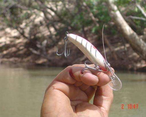 Finger Fishing In Cooktown Australia - Painful Travel Photo