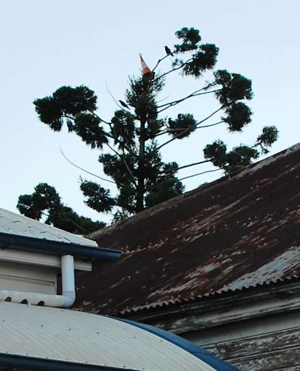 Practical Joke Idea Close Up | Australia Travel Blog | Funny Pranks Gone Right - The Witches Hat | Australia Travel Blog | Author: Anthony Bianco - The Travel Tart Blog